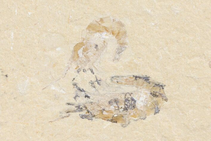 Two Cretaceous Fossil Shrimp - Lebanon #74548